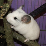 Chipie