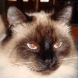 Dalaï