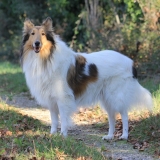 Santana