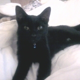 Pompom mon bébé