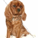 Golden Boy Of Sévijean's 