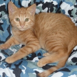 tigrou