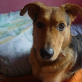 une vie de chien