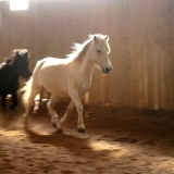 Ptit prince