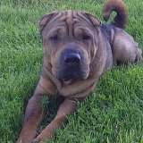 Douglas (du thé de chine)