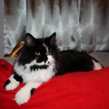 Poussy