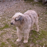 Ria