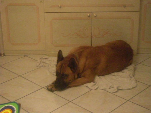 Chien - Belgian Shepherd Malinois - mike