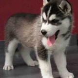 bandi