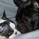 gibson et holly