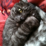 Titus
