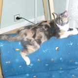 zoé