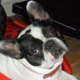 maurice