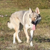 Jalisca p'tits Loups D'Amour