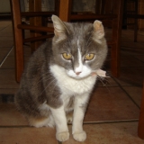 fifi