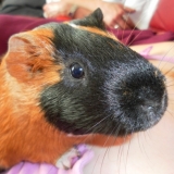 Caramel