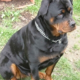 Atilla