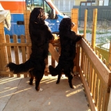 mes bouvier bernois