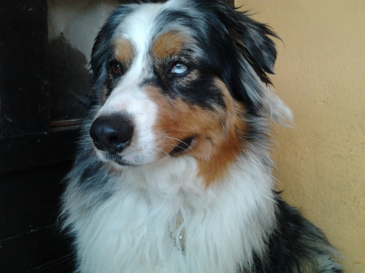 Chien - Australian Shepherd - Elixir di Vita di u Vecchiu