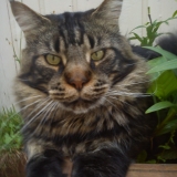 Eliot