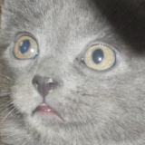 Guimauve