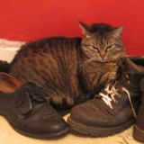 lola adore les chaussures