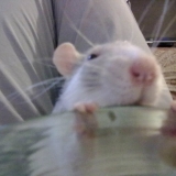 Mamoune, ya quoi dans ton assiette ?!