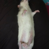 Qui imite le mort !
