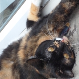Miss Loona
