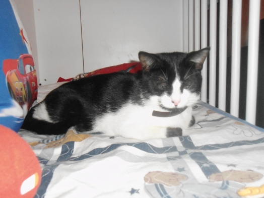 Chat -  - Smarties