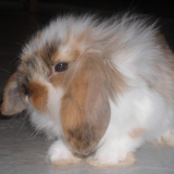 Cracotte