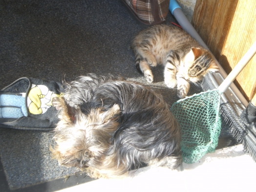 Au coucher du Soleil