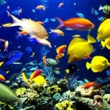 le team des poissons