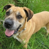 sos pour lui merci c'est un chien si gentil ses mon prefere du refuge il a vecu tout sa vie a la spa il vous attend derriere sa grille