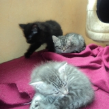 mon fils (en noir), ma fille et ma fille adoptive