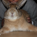 Bunny