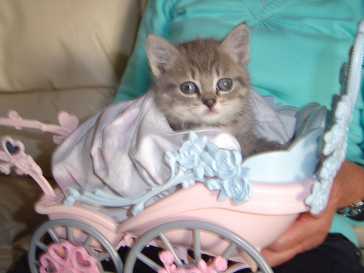 Chat - European - Kitty
