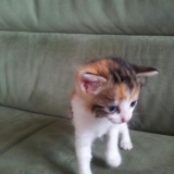 chaton