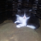 chaton