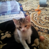 CHATON