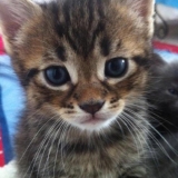 Mon fils Simba