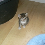 mon nouveau copain