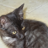 Bijou