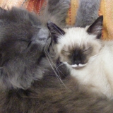 Zelda et Fanzy