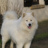 Toby