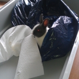 C'est tellement marrant de ce mettre dans le sac poubelle quand maitresse nettoie tout