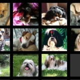 Team des chiens