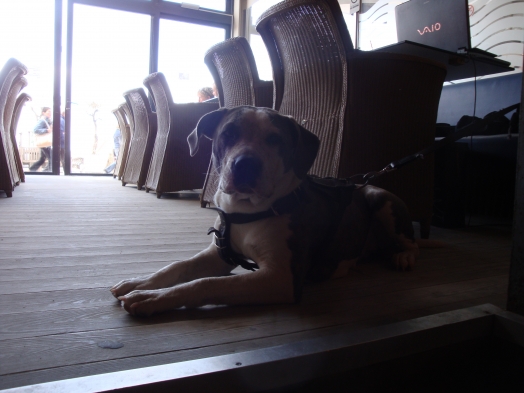 Chien -  - kyta