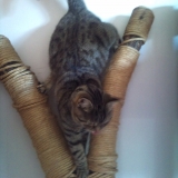 Arbre à chat =)