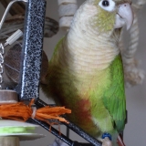 Pixel